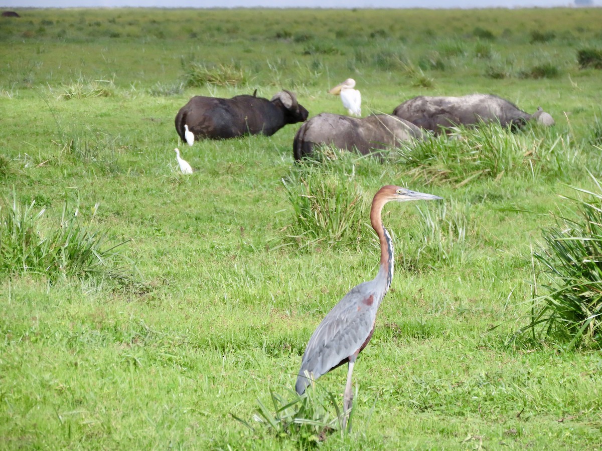 Цапля-голиаф - ML645248744