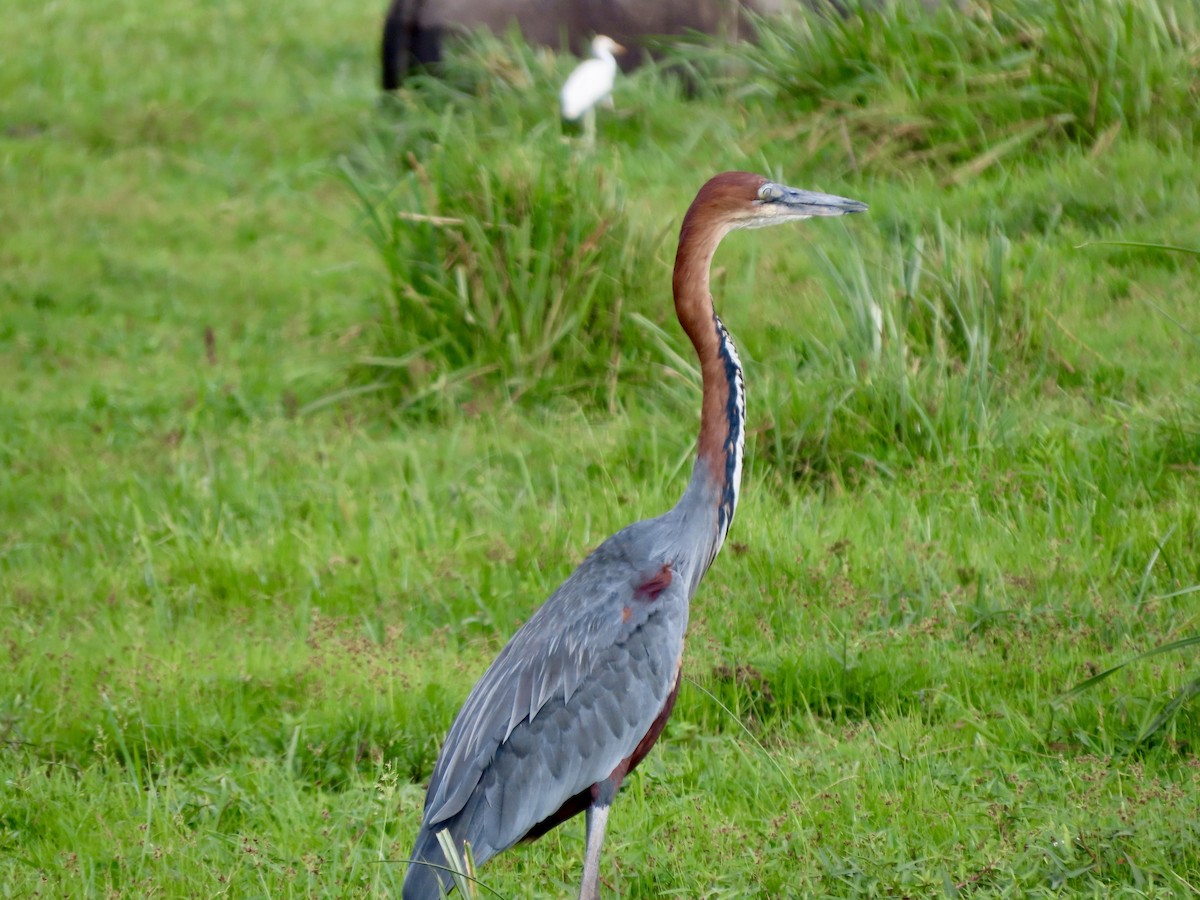 Цапля-голиаф - ML645248745