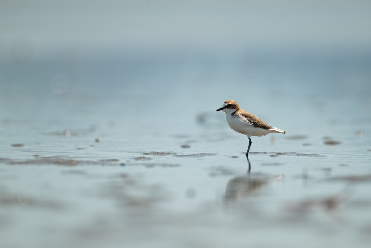 Красношапочный зуёк - ML645248748