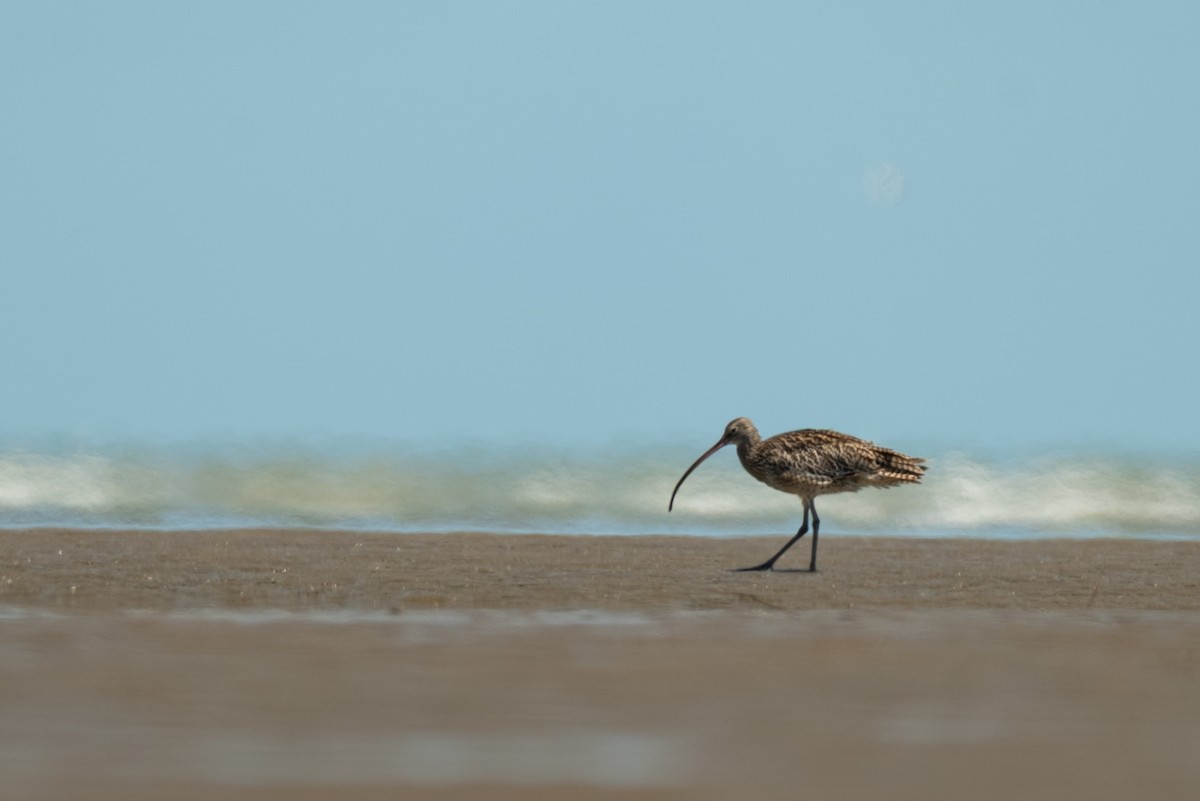 Дальневосточный кроншнеп - ML645248749