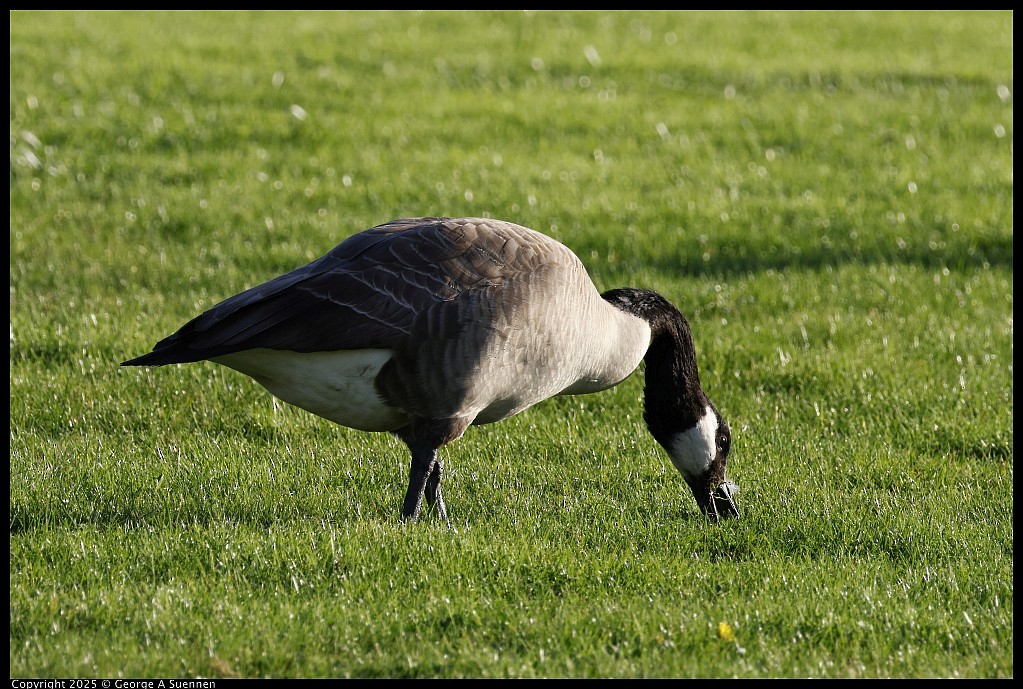 Канадская казарка - ML645248750