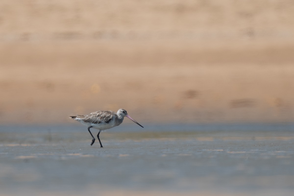 Малый веретенник - ML645248751