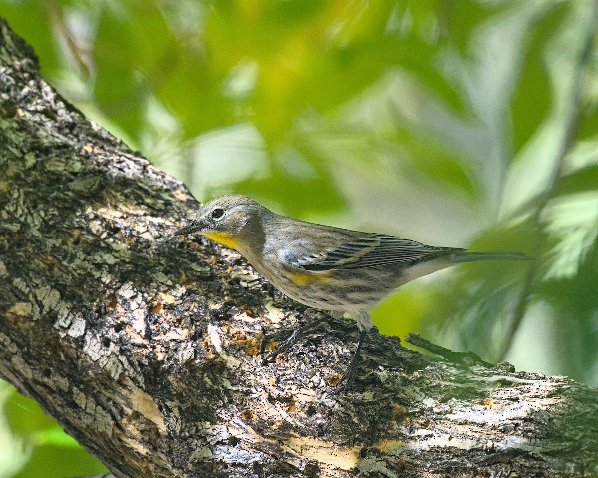 Миртовый певун - ML645248752