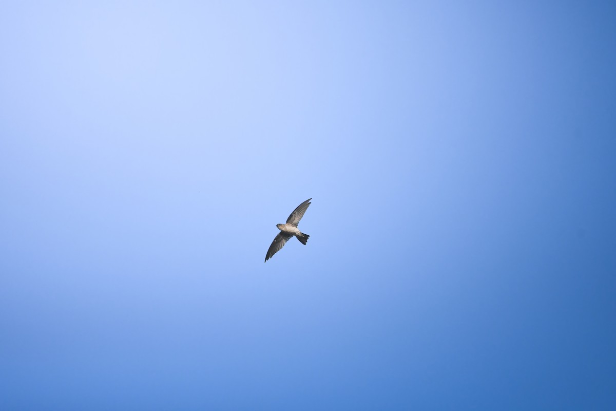 Aerodramus sp. - ML645248753