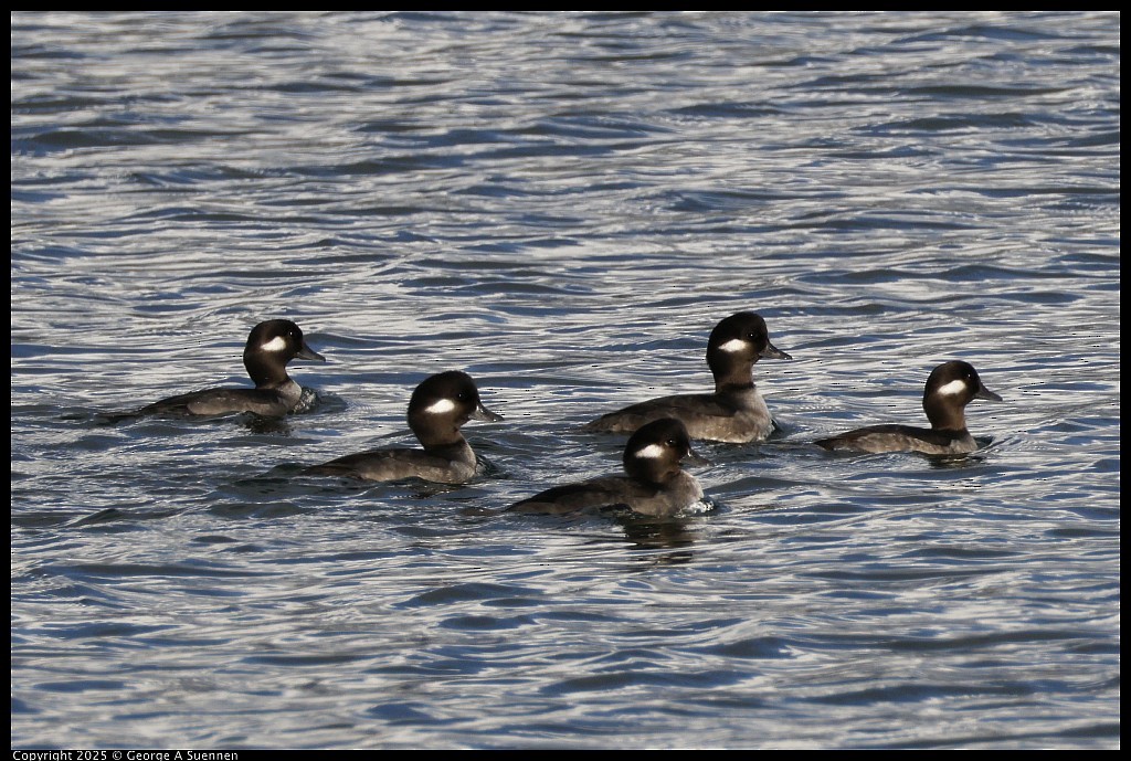 Гоголь-головастик - ML645248757