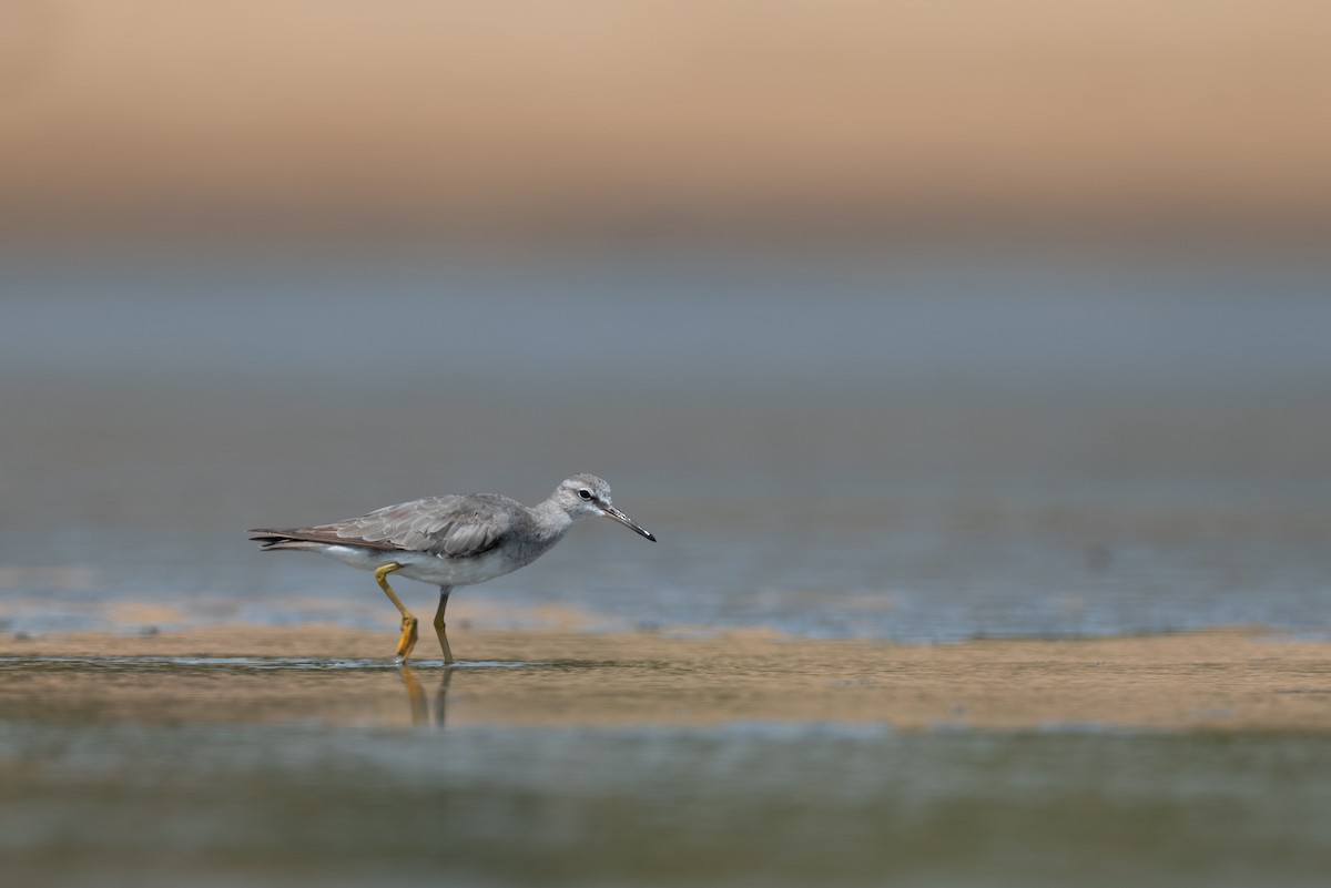 Сибирский пепельный улит - ML645248760