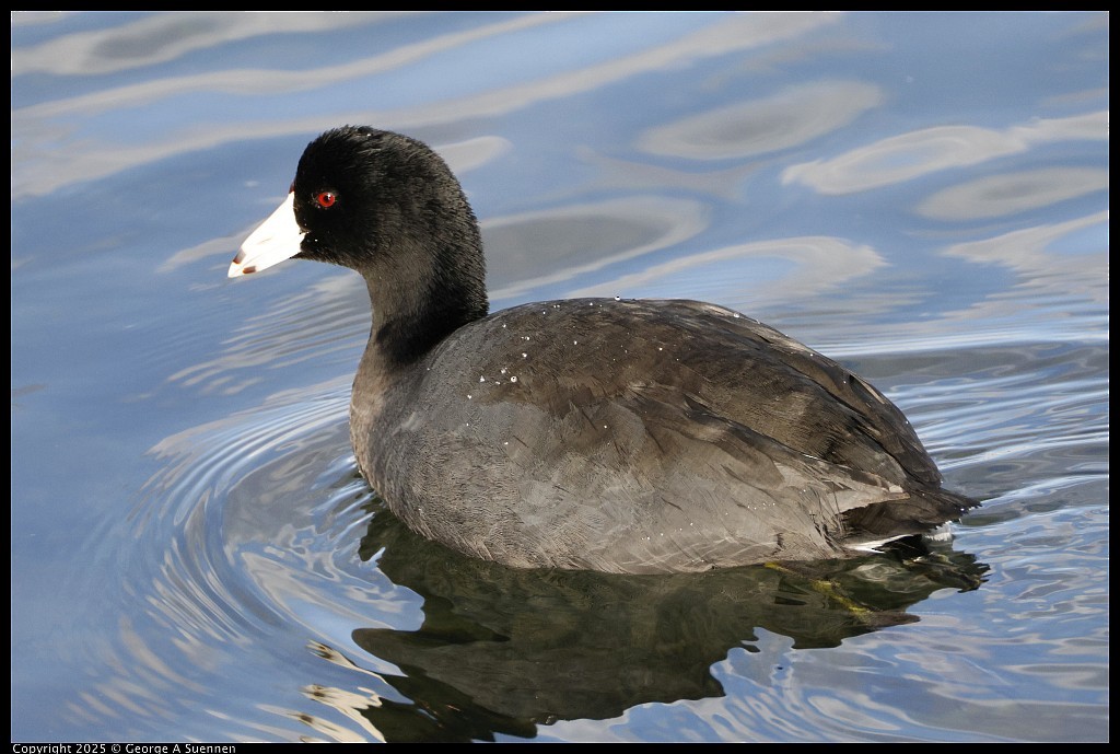 Американская лысуха - ML645248767