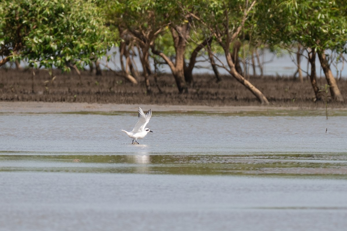 Australian Tern - ML645248768
