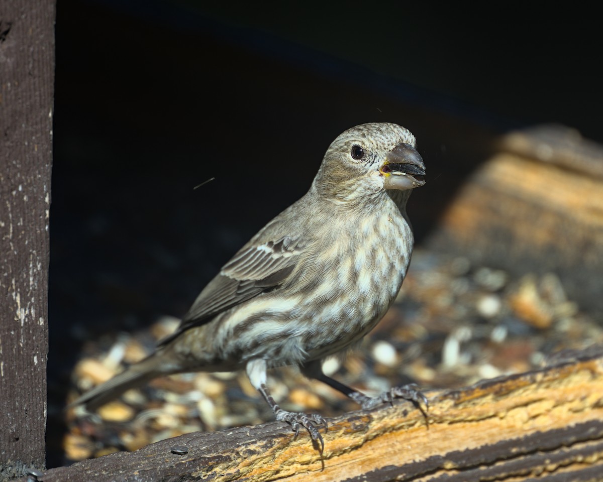 Мексиканская чечевица - ML645248774