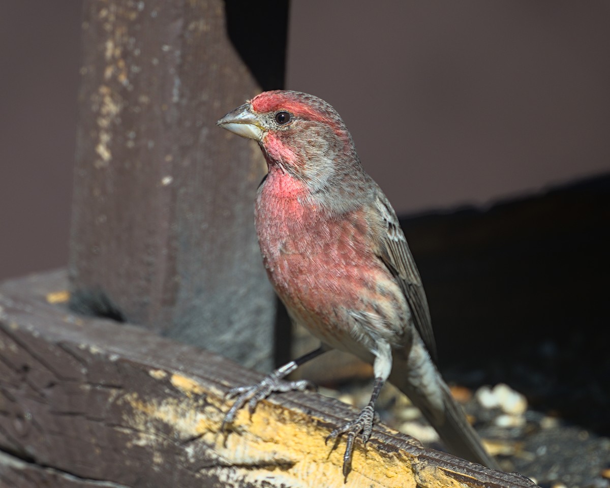 Мексиканская чечевица - ML645248775