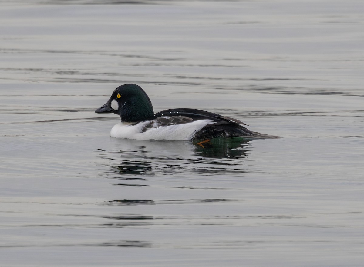 Гоголь - ML645248776