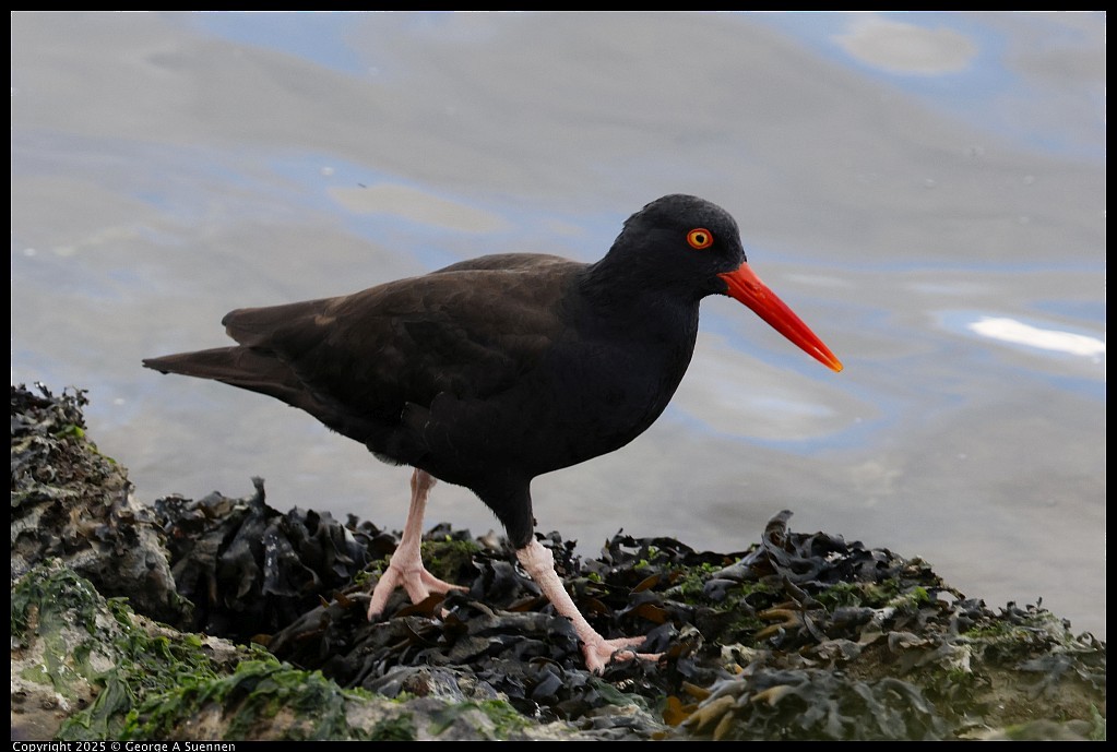 Чёрный кулик-сорока - ML645248777