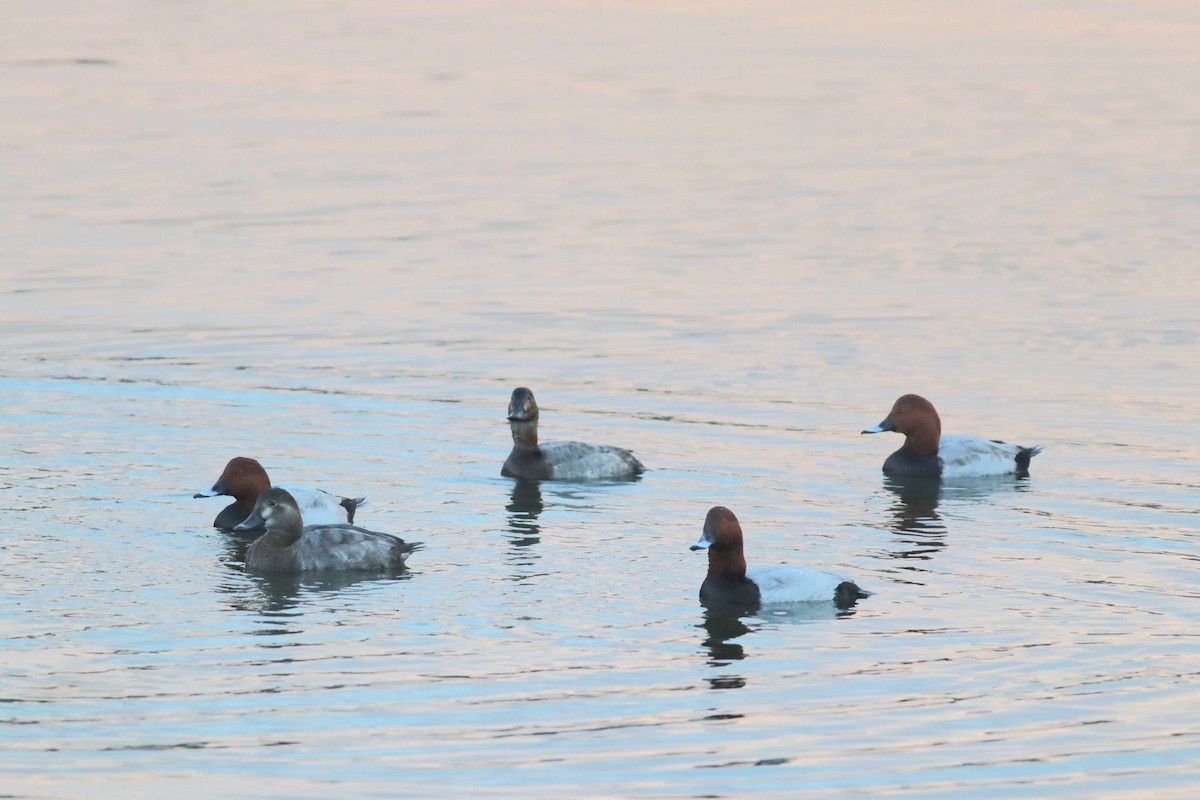 Common Pochard - ML645248790