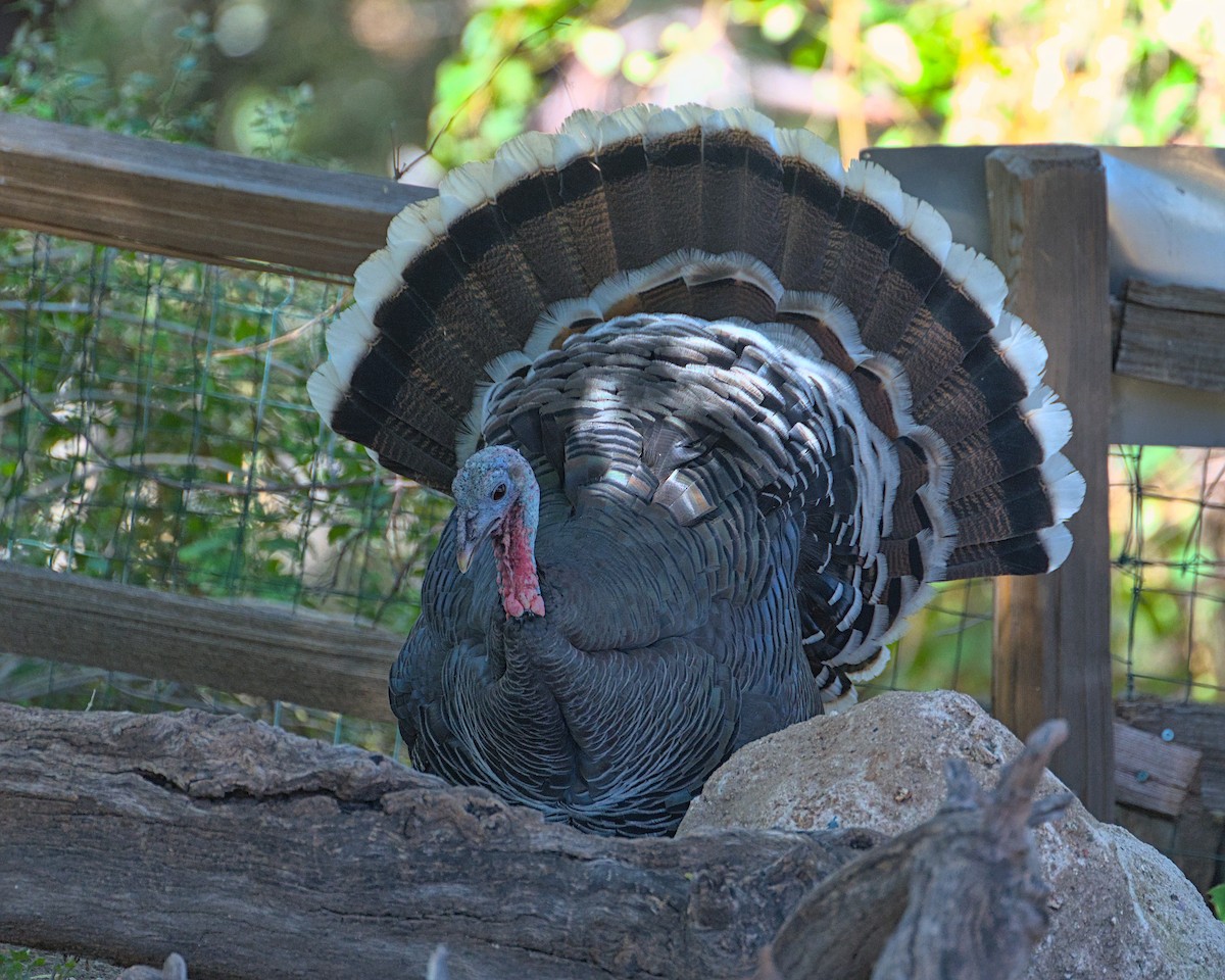 Wild Turkey - ML645248791