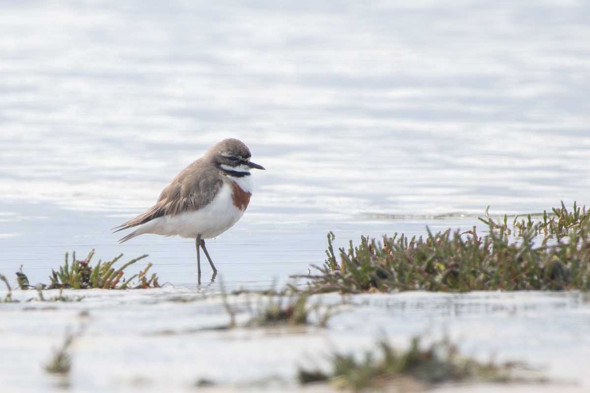 Double-banded Plover - ML645248796
