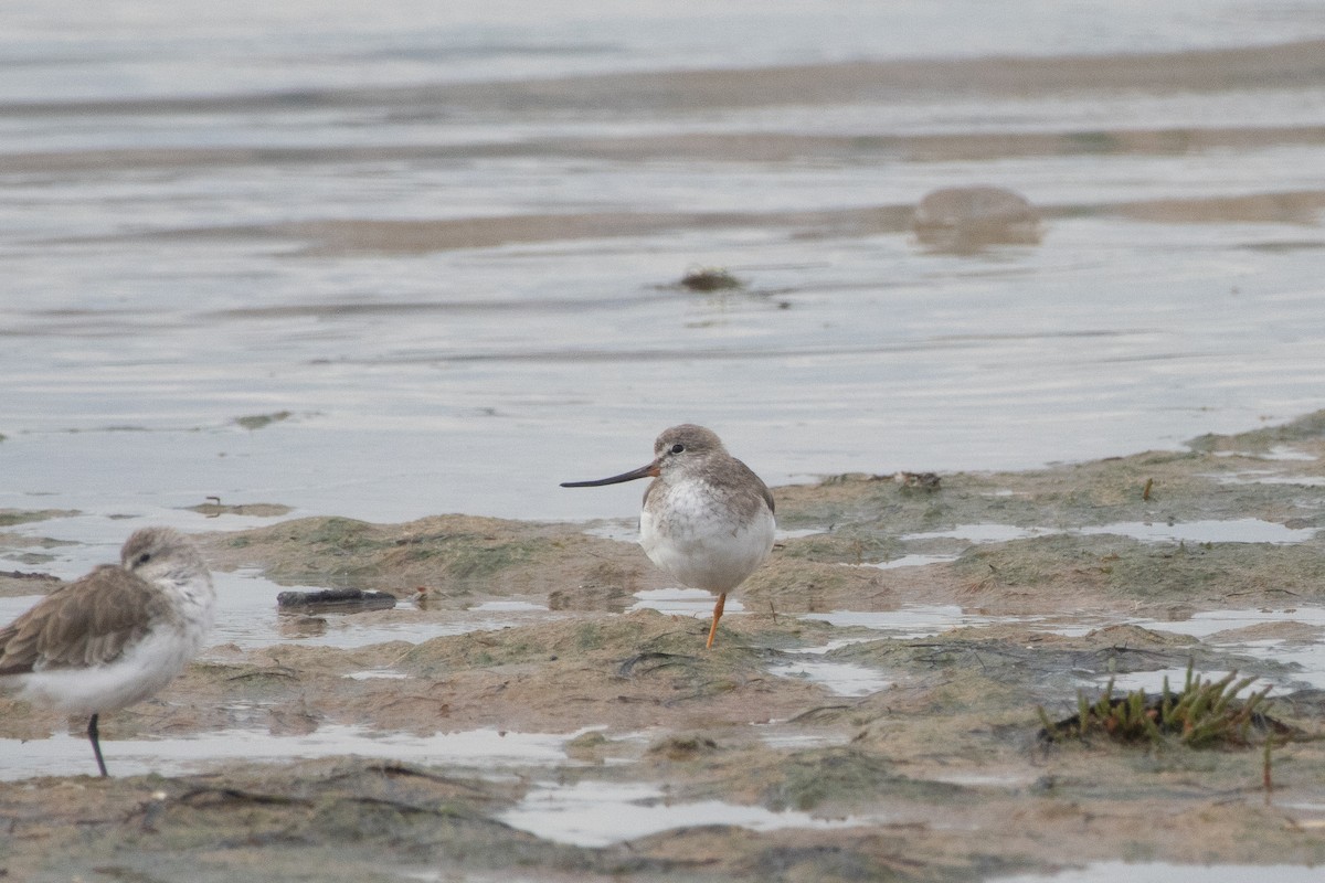 ביצנית אפורה - ML645248802