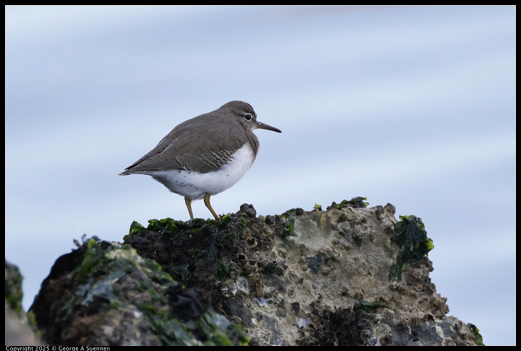 Spotted Sandpiper - ML645248803