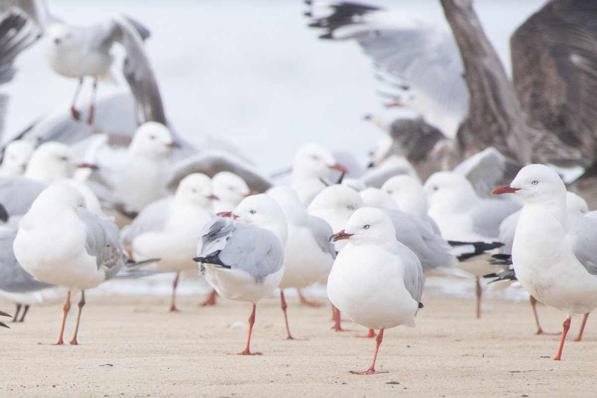 Silver Gull - ML645248804