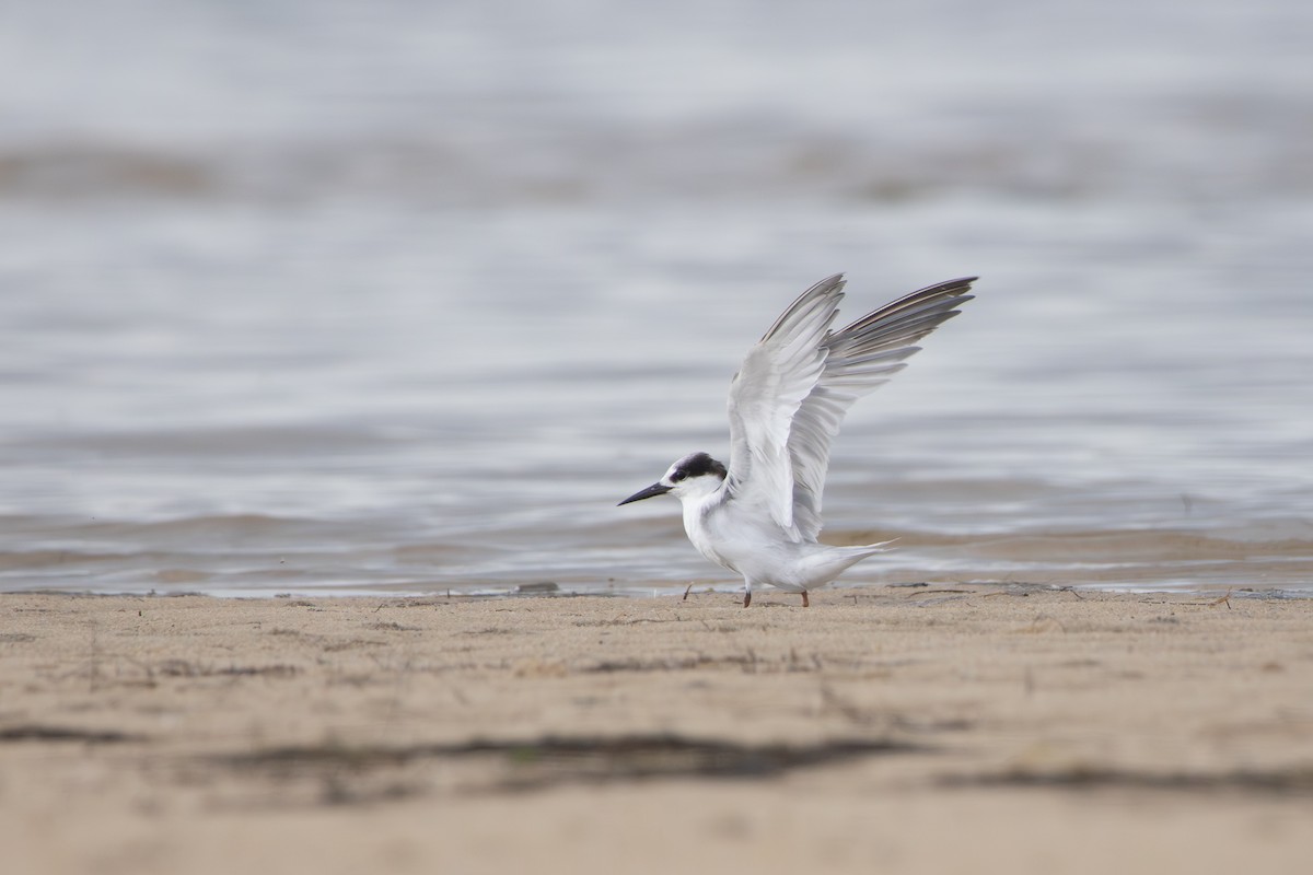 Little Tern - ML645248807