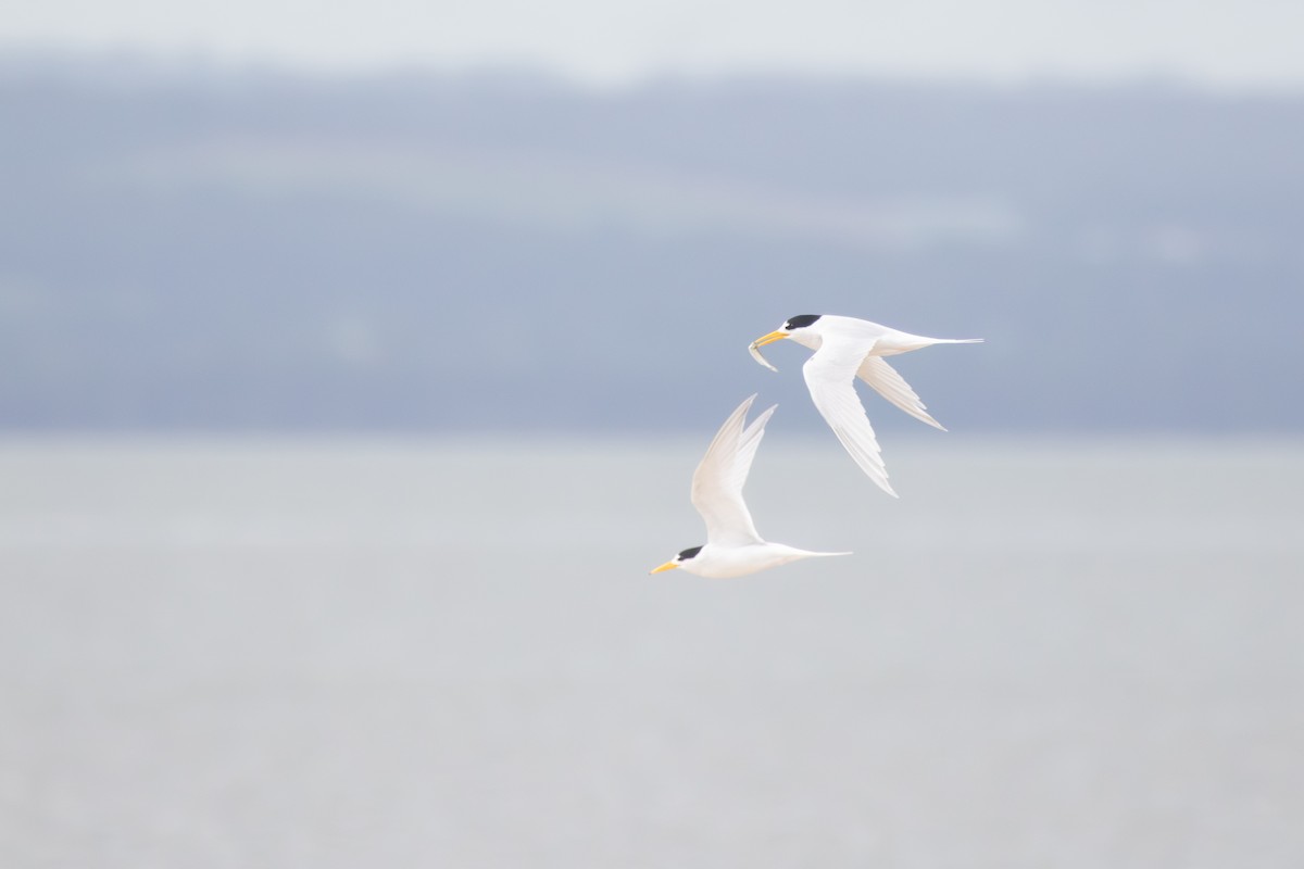 Australian Fairy Tern - ML645248813