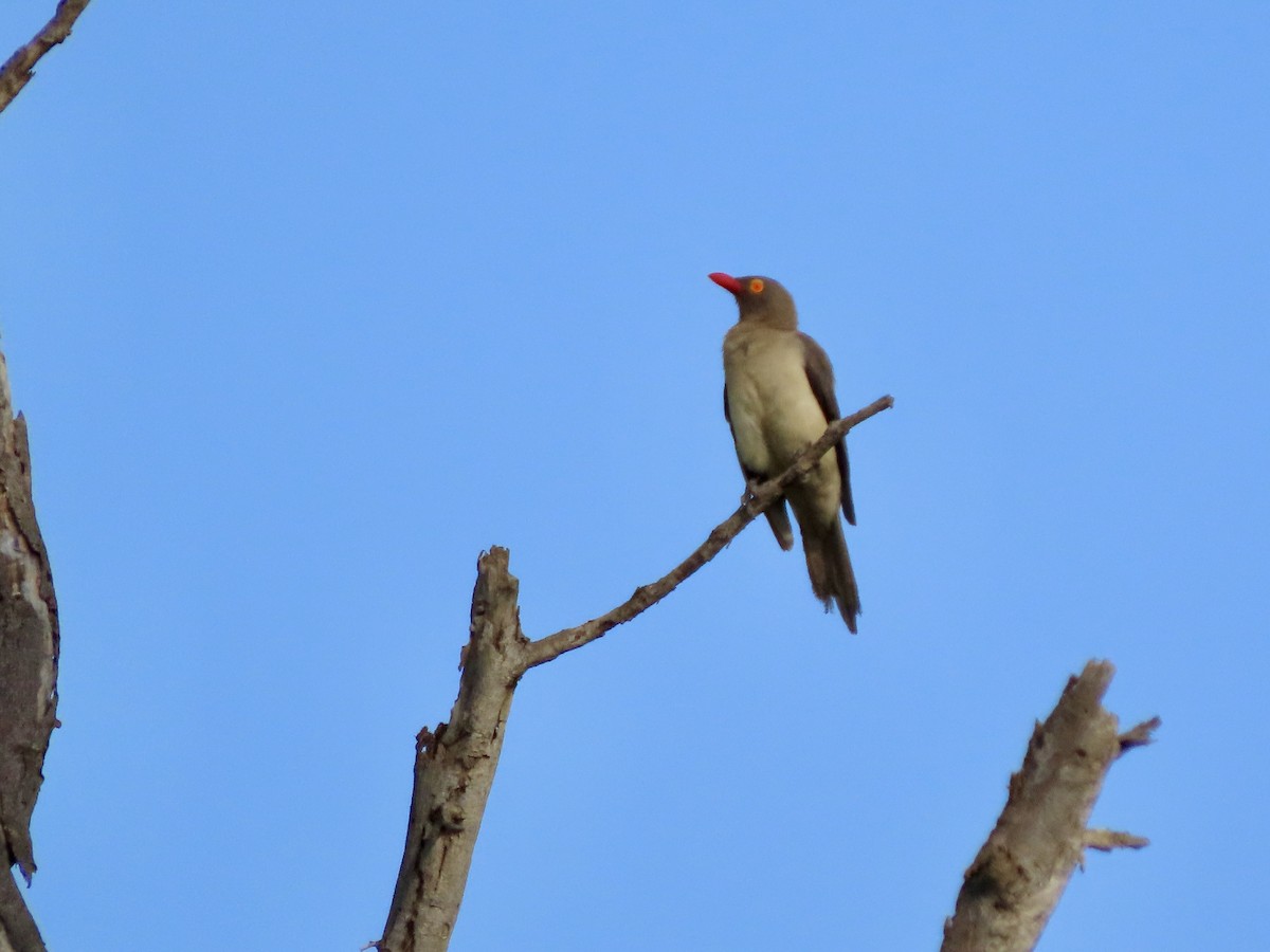 Red-billed Oxpecker - ML645248815