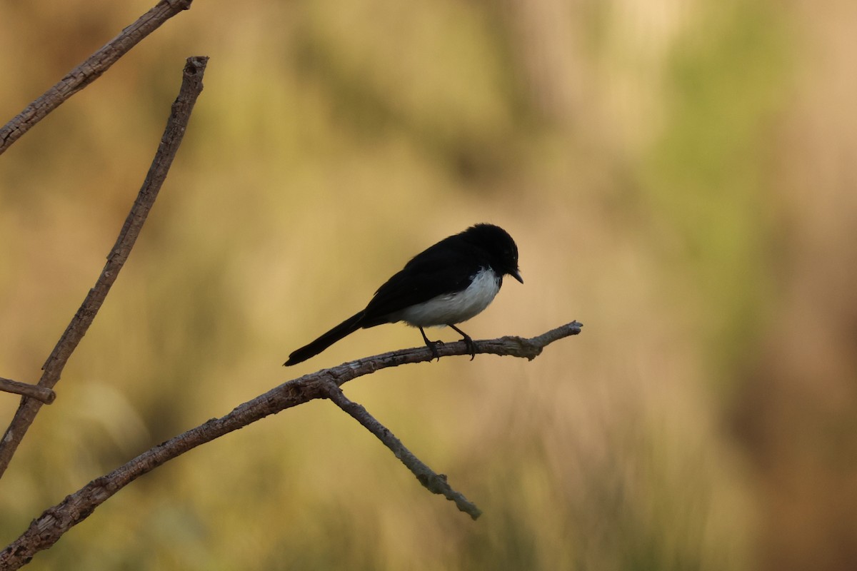 Willie-wagtail - ML645248816