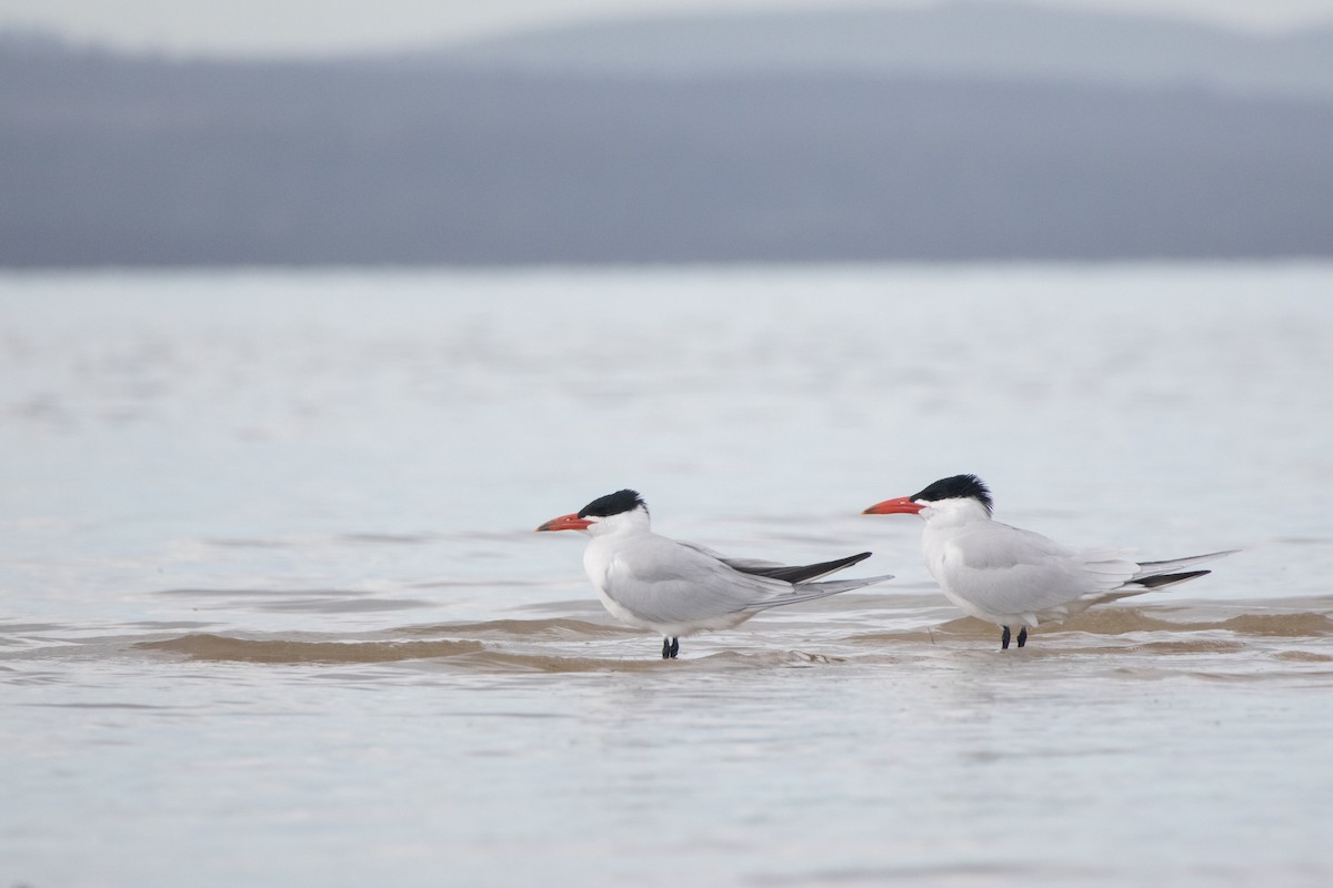 Caspian Tern - ML645248817