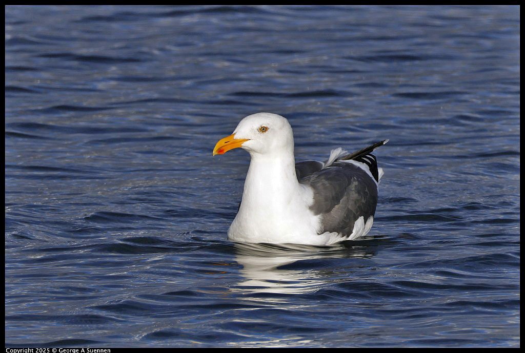 Western Gull - ML645248818
