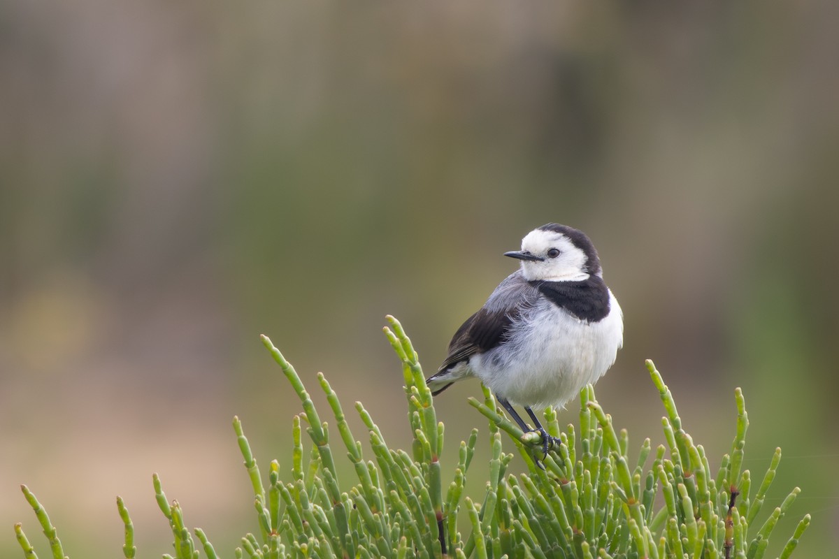 White-fronted Chat - ML645248820