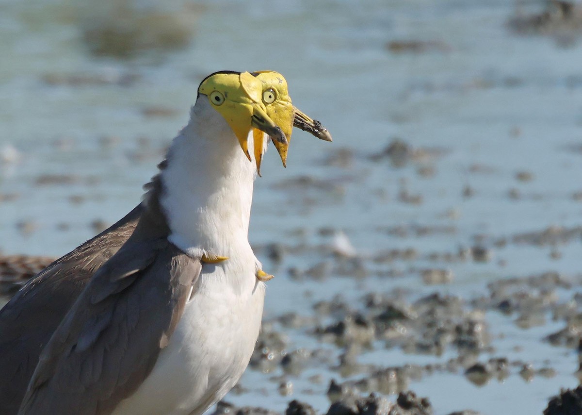 Hegabera maskaraduna - ML645248821