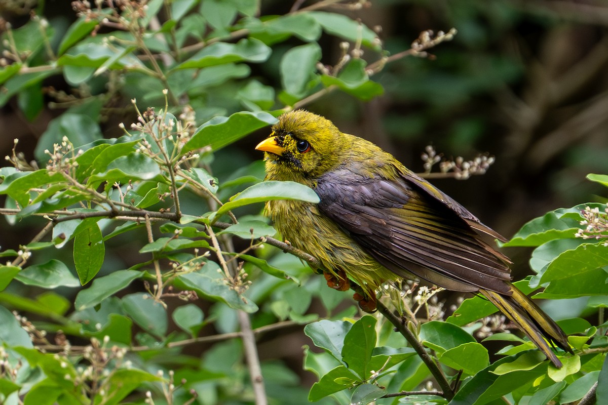 Glockenhonigfresser - ML645248826