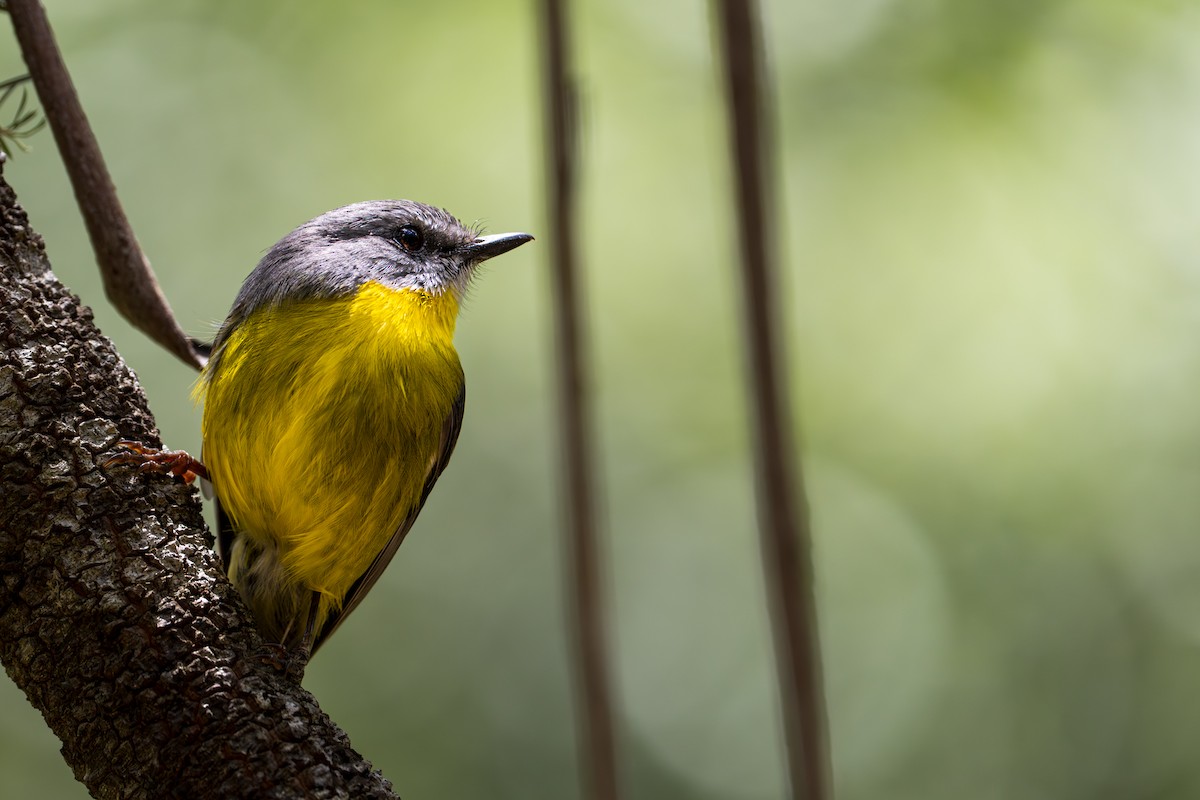 lejsčík žlutý - ML645248827