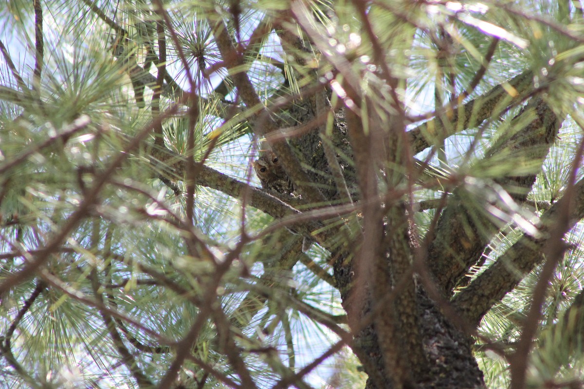 flammeugle - ML645248829