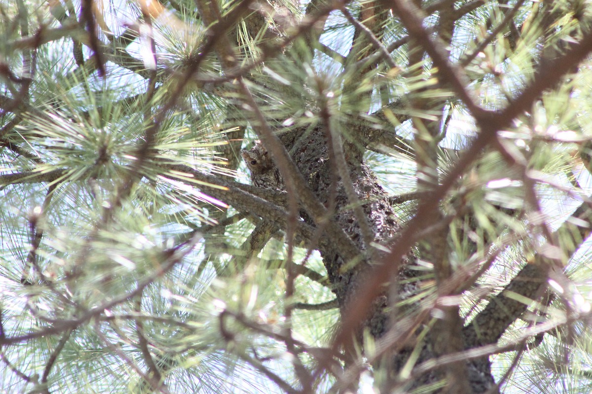 flammeugle - ML645248830