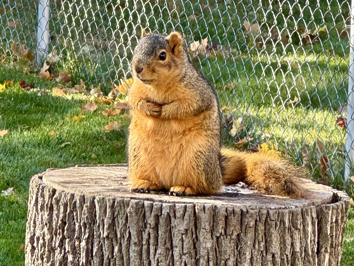Eastern Fox Squirrel - ML645248834