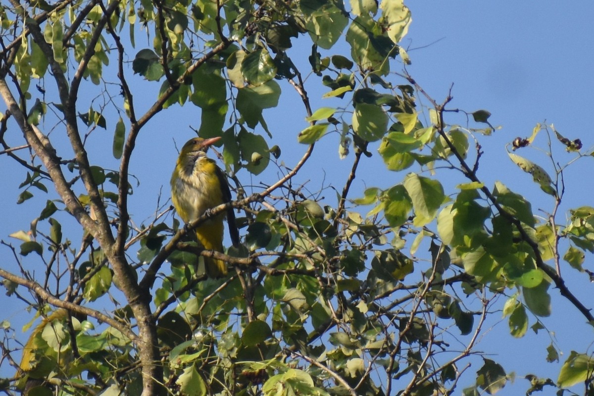 Indian Golden Oriole - ML645248855