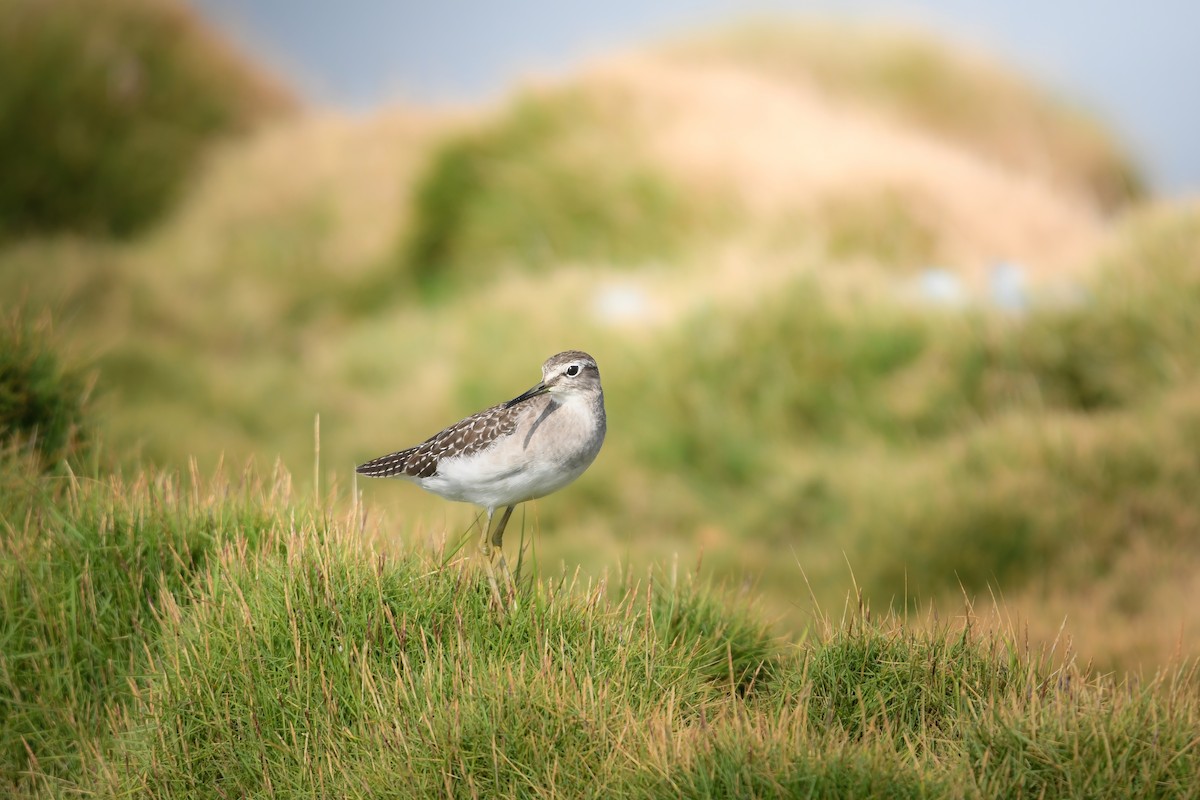 タカブシギ - ML645248859