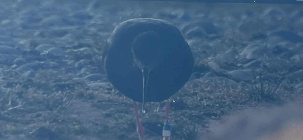 Black Stilt - ML645248880