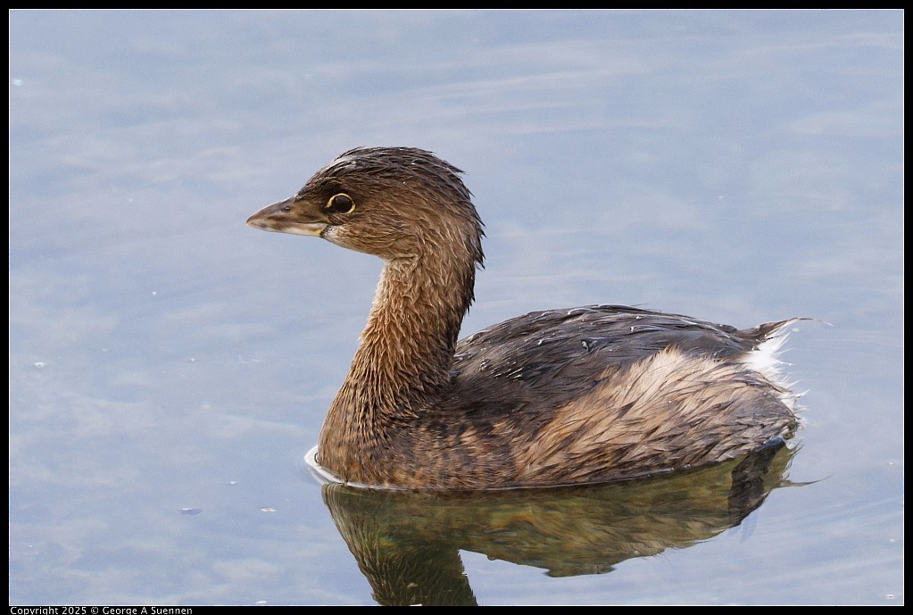 Pied-billed Grebe - ML645248888