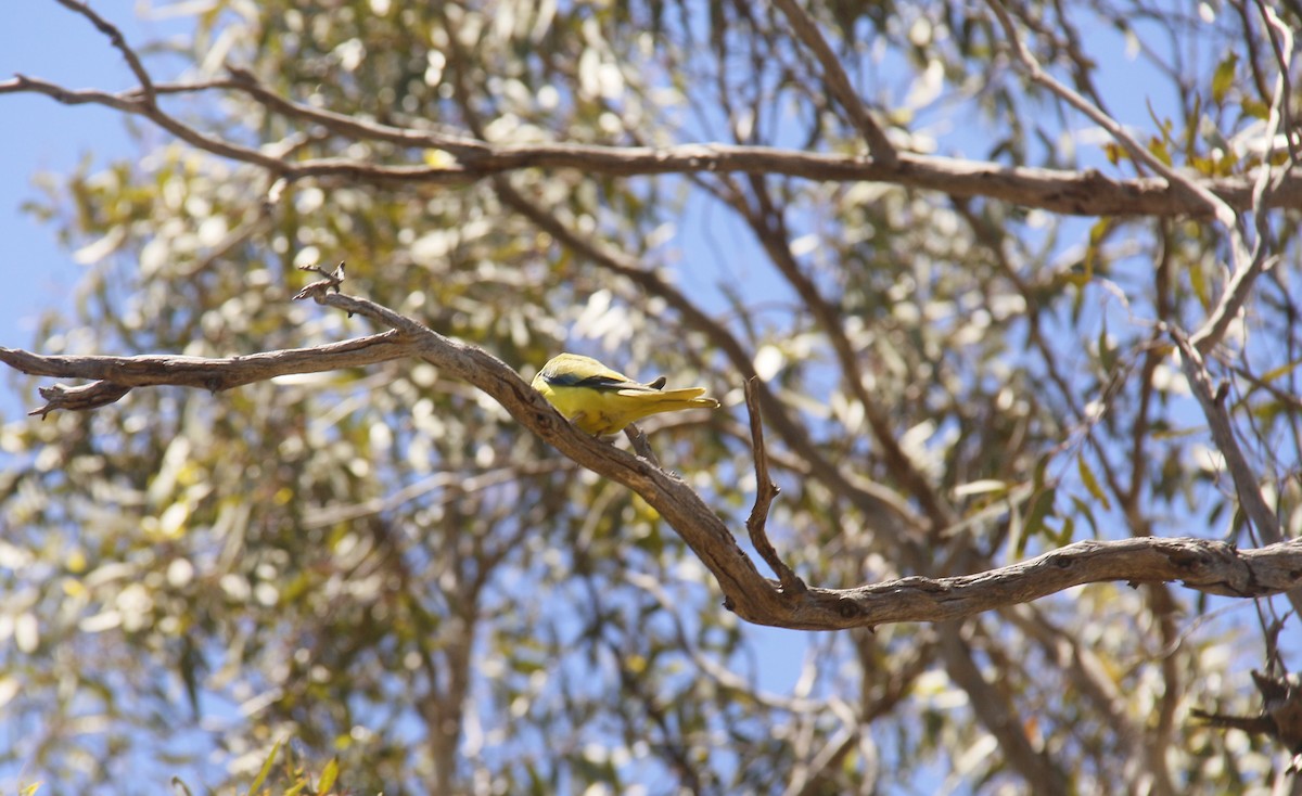 neoféma zdobená - ML645248897
