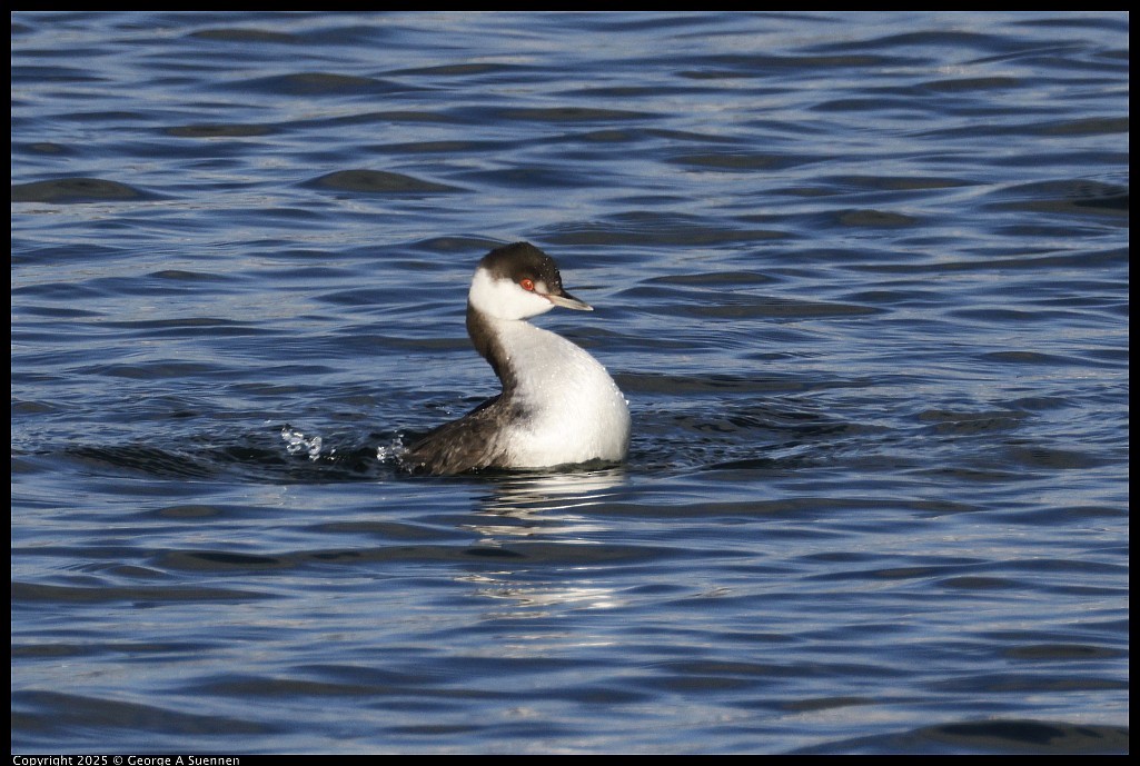 Красношейная поганка - ML645248899