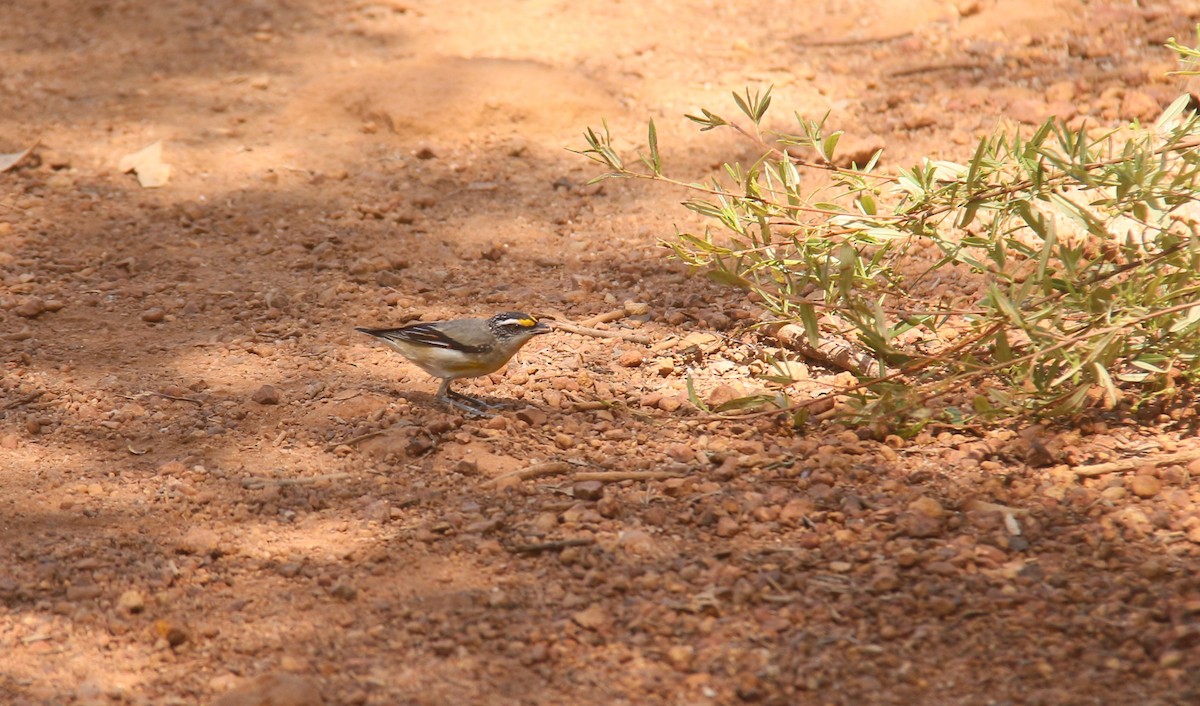 pardalot australský - ML645248901