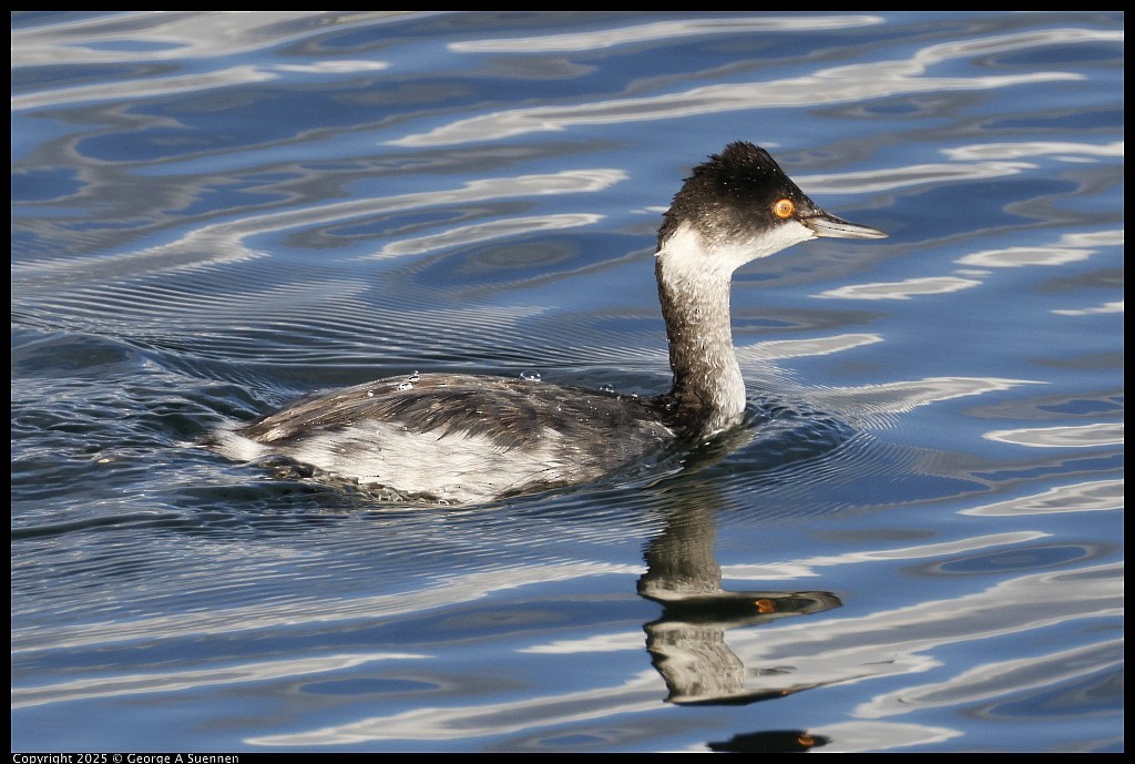 ハジロカイツブリ - ML645248902