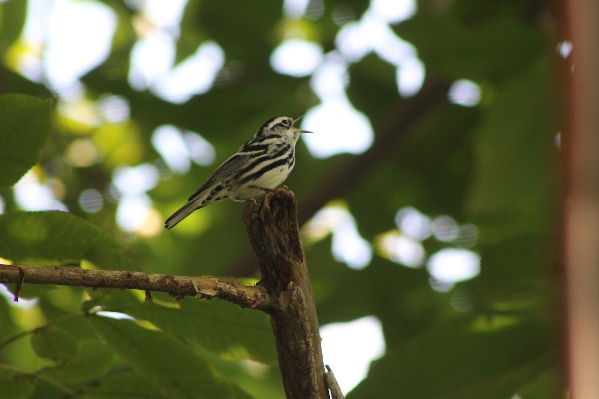 Black-and-white Warbler - ML645248914