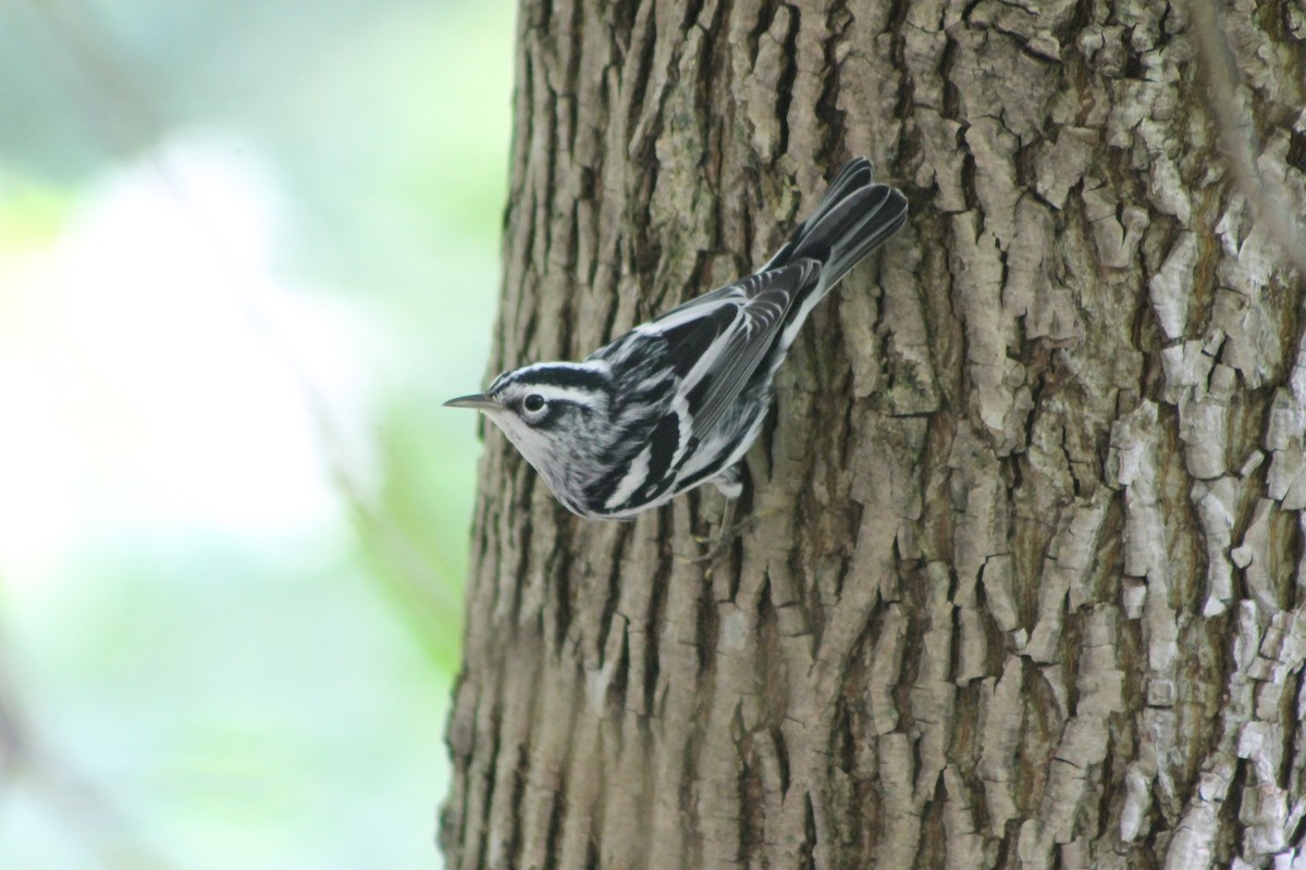 Black-and-white Warbler - ML645248915