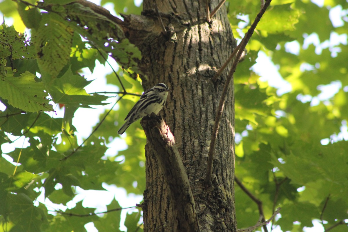 Black-and-white Warbler - ML645248916