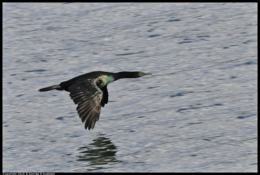 Pelagic Cormorant - ML645248922