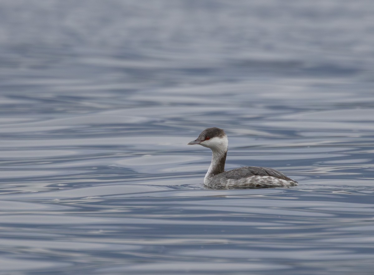 Красношейная поганка - ML645248927