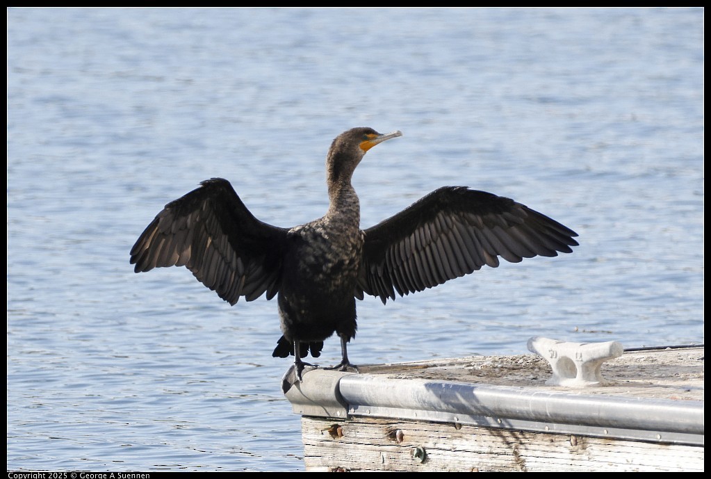 Cormoran à aigrettes - ML645248929