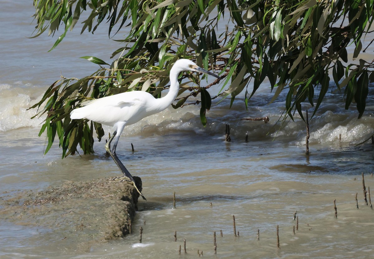 Little Egret - ML645248930